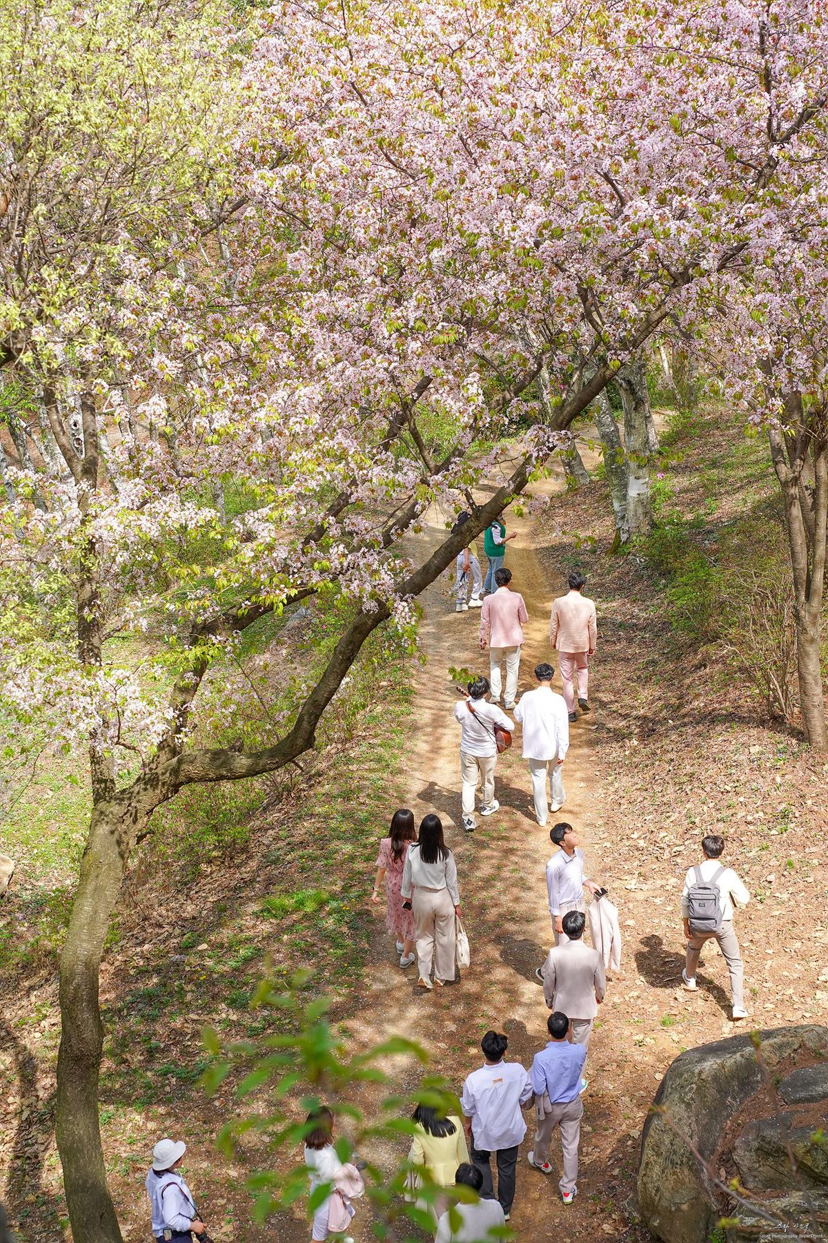 벚꽃이 만개한 봄철, 산책을 즐기는 사람들이 보이는 월명동 자연성전 산책로