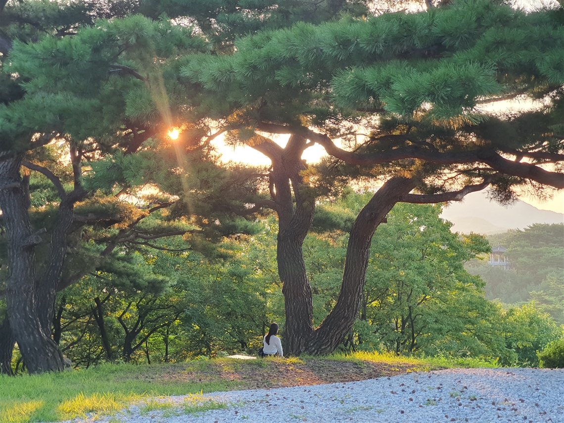 나무 사이로 햇살이 스며드는 월명동 자연성전 숲속 풍경