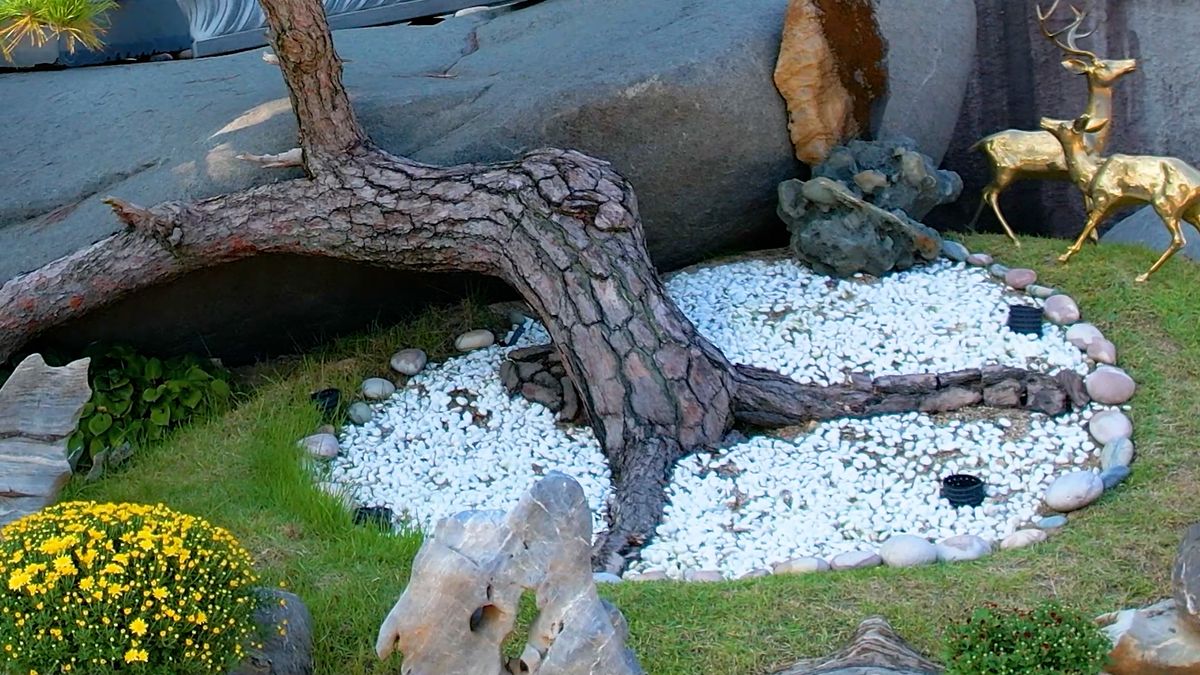 성령사연소나무 측면 전경 - 수백 년의 연단을 거친 강인한 암반솔