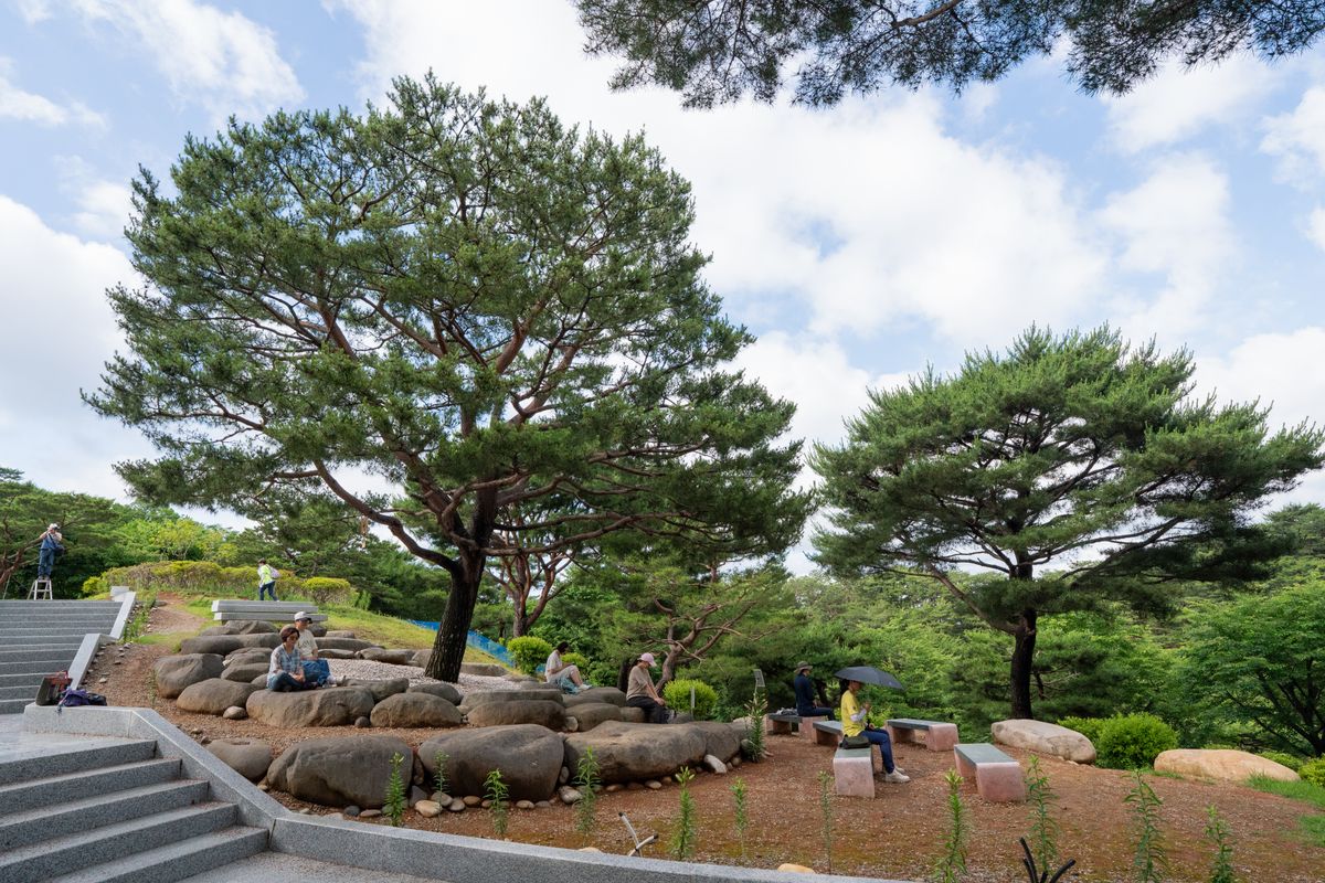기도표적소나무 다양한 각도 5 - 부활과 소망의 상징