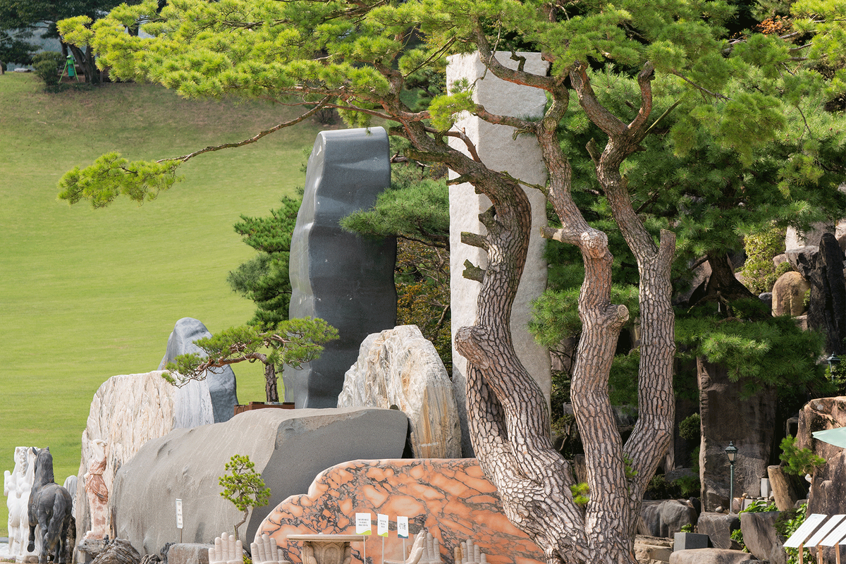 상징솔 갤러리 - 월명동에 정착한 600년 소나무의 모습 1