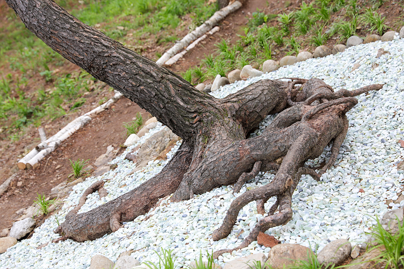 거대한 뿌리가 인상적인 월명동 자연성전 작품 소나무 뿌리왕솔